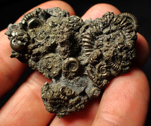Load image into Gallery viewer, Full pyrite multi-ammonite fossil (50 mm)