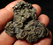 Load image into Gallery viewer, Full pyrite multi-ammonite fossil (50 mm)