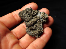 Load image into Gallery viewer, Full pyrite multi-ammonite fossil (50 mm)