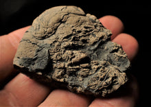 Load image into Gallery viewer, Jurassic ichthyosaur coprolite (poo) from Lyme Regis
