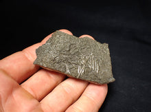 Load image into Gallery viewer, Detailed pyrite crinoid fossil (66 mm) Pentacrinites