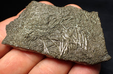 Load image into Gallery viewer, Detailed pyrite crinoid fossil (66 mm) Pentacrinites
