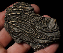 Load image into Gallery viewer, Detailed crinoid fossil head fossil (73 mm)