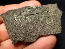 Load image into Gallery viewer, Detailed pyrite crinoid fossil (66 mm) Pentacrinites