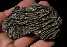 Load image into Gallery viewer, Detailed crinoid fossil head fossil (73 mm)