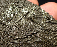 Load image into Gallery viewer, Detailed pyrite crinoid fossil (66 mm) Pentacrinites