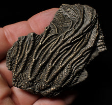 Load image into Gallery viewer, Detailed crinoid fossil head fossil (73 mm)