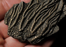 Load image into Gallery viewer, Detailed crinoid fossil head fossil (73 mm)