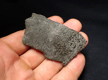 Load image into Gallery viewer, Detailed pyrite crinoid fossil (66 mm) Pentacrinites