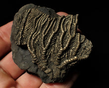Load image into Gallery viewer, Detailed crinoid fossil head fossil (68 mm)