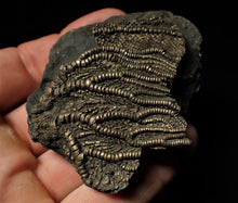 Load image into Gallery viewer, Detailed crinoid fossil head fossil (68 mm)