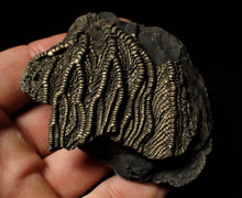 Load image into Gallery viewer, Detailed crinoid fossil head fossil (68 mm)