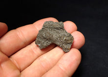 Load image into Gallery viewer, Detailed 3D crinoid head fossil (36 mm) Pentacrinites