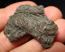 Load image into Gallery viewer, Detailed 3D crinoid head fossil (36 mm) Pentacrinites
