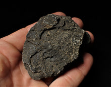 Load image into Gallery viewer, Detailed crinoid fossil head fossil (68 mm)