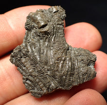 Load image into Gallery viewer, Detailed 3D crinoid head fossil (36 mm) Pentacrinites