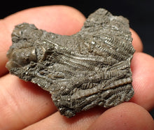 Load image into Gallery viewer, Detailed 3D crinoid head fossil (36 mm) Pentacrinites
