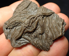 Load image into Gallery viewer, Detailed 3D crinoid head fossil (47 mm) Pentacrinites