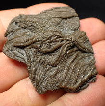 Load image into Gallery viewer, Detailed 3D crinoid head fossil (47 mm) Pentacrinites