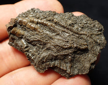 Load image into Gallery viewer, Detailed 3D crinoid head fossil (47 mm) Pentacrinites