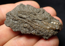 Load image into Gallery viewer, Detailed 3D crinoid head fossil (47 mm) Pentacrinites