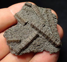 Load image into Gallery viewer, Detailed 3D crinoid head fossil (49 mm) Pentacrinites