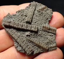 Load image into Gallery viewer, Detailed 3D crinoid head fossil (49 mm) Pentacrinites