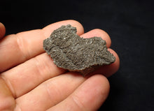 Load image into Gallery viewer, Detailed 3D crinoid stems fossil (45 mm) Pentacrinites