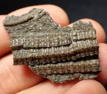 Load image into Gallery viewer, Detailed 3D crinoid stems fossil (45 mm) Pentacrinites