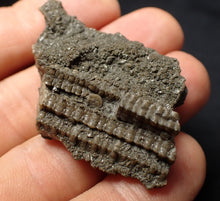 Load image into Gallery viewer, Detailed 3D crinoid stems fossil (51 mm) Pentacrinites