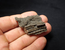 Load image into Gallery viewer, Detailed 3D crinoid stems fossil (51 mm) Pentacrinites