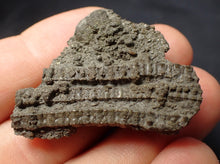 Load image into Gallery viewer, Detailed 3D crinoid stems fossil (42 mm) Pentacrinites
