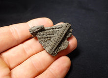 Load image into Gallery viewer, Detailed 3D crinoid stems fossil (42 mm) Pentacrinites