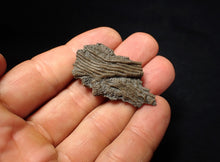 Load image into Gallery viewer, Small detailed crinoid head fossil (44 mm) Pentacrinites
