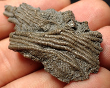 Load image into Gallery viewer, Small detailed crinoid head fossil (44 mm) Pentacrinites