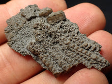 Load image into Gallery viewer, Small detailed crinoid head fossil (44 mm) Pentacrinites
