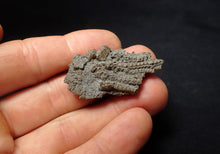 Load image into Gallery viewer, Small detailed crinoid head fossil (44 mm) Pentacrinites