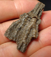 Load image into Gallery viewer, Small detailed 3D crinoid head fossil (40 mm) Pentacrinites