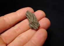 Load image into Gallery viewer, Small detailed 3D crinoid head fossil (30 mm) Pentacrinites