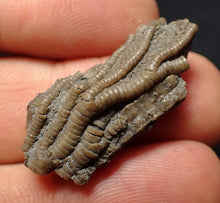 Load image into Gallery viewer, Small detailed 3D crinoid head fossil (30 mm) Pentacrinites