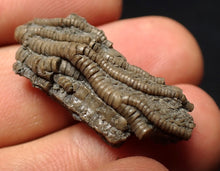 Load image into Gallery viewer, Small detailed 3D crinoid head fossil (30 mm) Pentacrinites