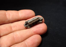 Load image into Gallery viewer, Small detailed 3D crinoid head fossil (30 mm) Pentacrinites