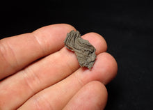 Load image into Gallery viewer, Small detailed crinoid head fossil (26 mm) Pentacrinites