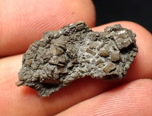 Load image into Gallery viewer, Small detailed crinoid head fossil (26 mm) Pentacrinites