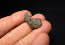 Load image into Gallery viewer, Small detailed crinoid head fossil (26 mm) Pentacrinites