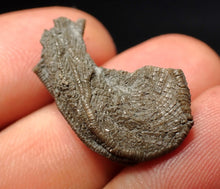 Load image into Gallery viewer, Small detailed crinoid head fossil (26 mm) Pentacrinites