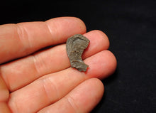 Load image into Gallery viewer, Small detailed crinoid head fossil (26 mm) Pentacrinites