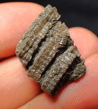 Load image into Gallery viewer, Small detailed 3D crinoid stems fossil (27 mm) Pentacrinites