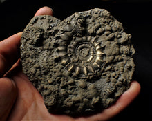 Load image into Gallery viewer, Large pyrite Eoderoceras ammonite 105 mm