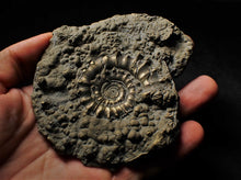 Load image into Gallery viewer, Large pyrite Eoderoceras ammonite 105 mm